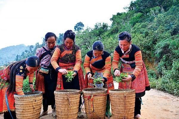 Shanam Thương hiệu trà cổ thụ hàng đầu vùng Tây Bắc