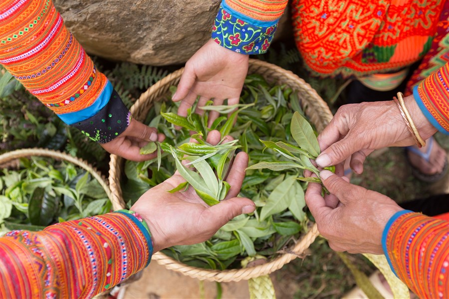 CHÈ SHAN TUYẾT KHÁC CHÈ THÔNG THƯỜNG NHƯ THẾ NÀO