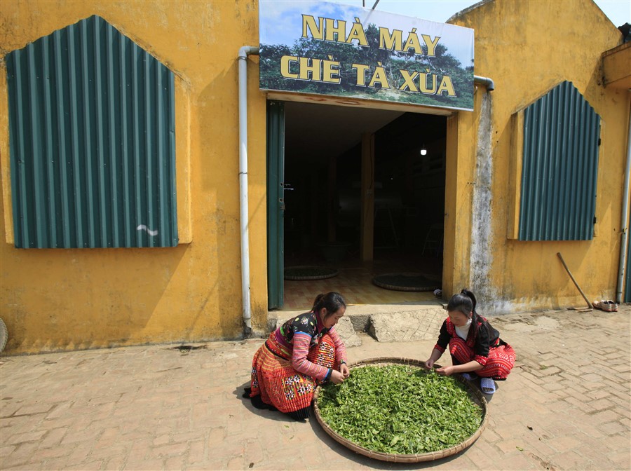 CÂU CHUYỆN SẢN PHẨM TRÀ XANH MÂY TÀ XÙA