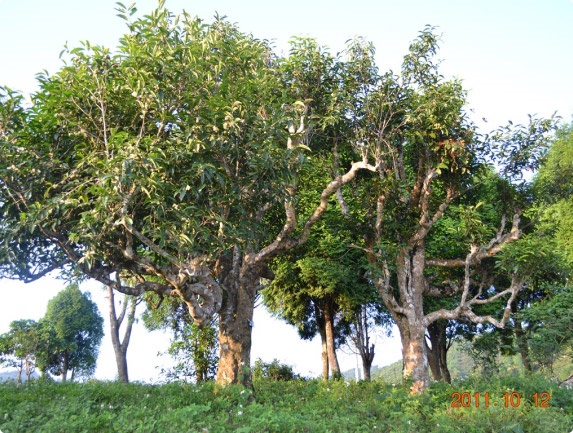 THU HÁI NGUYÊN LIỆU