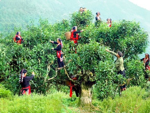 KỸ THUẬT - CÔNG NGHỆ CHẾ BIẾN