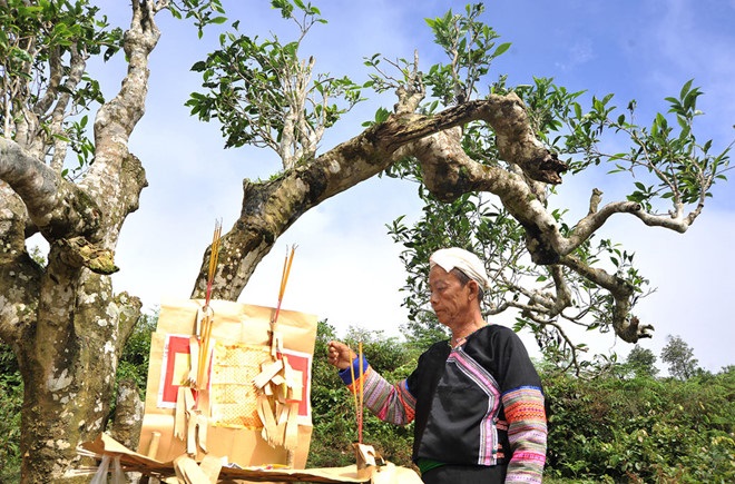 Theo dấu trà Shan: Bản sắc trà Shan