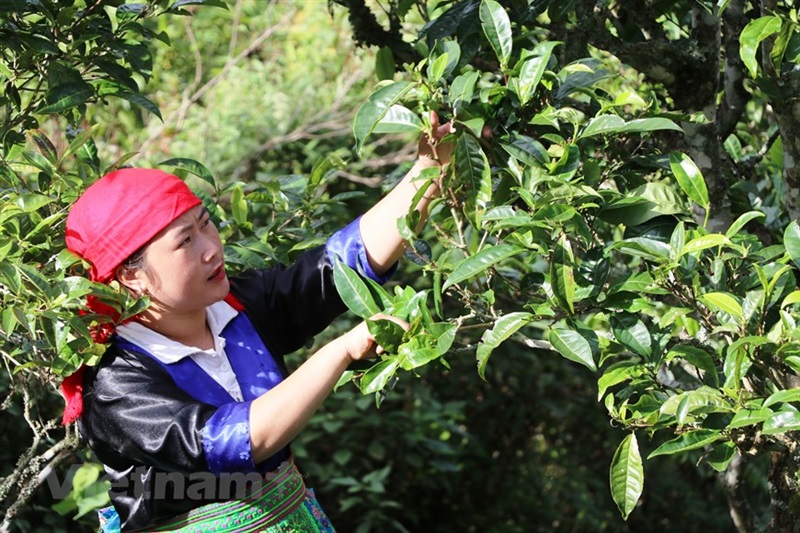 Săn “vàng xanh” giữa lưng chừng núi quanh năm mây phủ